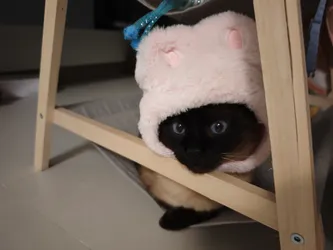 Miao Miao